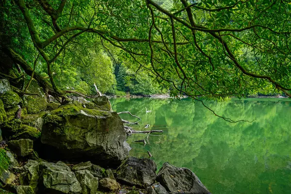 Bella Natura Verde Stagno Mezzo Alla Foresta — Foto Stock