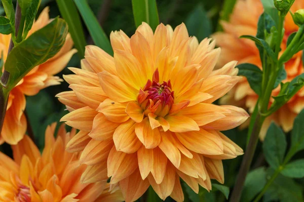 Bellissimo Grande Fiore Giallo Primo Piano Con Sfondo Sfocato — Foto Stock