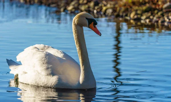 Güneşli Bir Günde Suda Yüzen Güzel Bir Kuğu Bulanık Bir — Stok fotoğraf