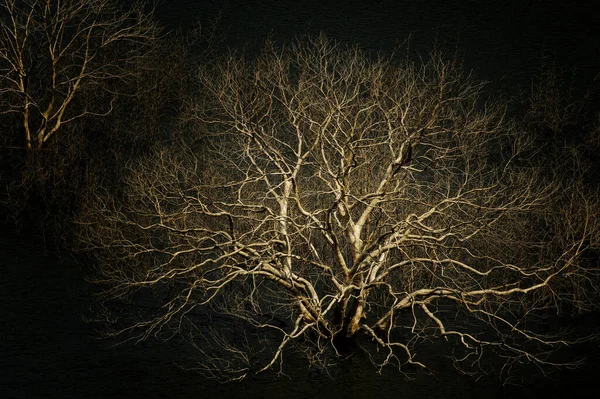 Vista Incrível Uma Grande Árvore Morta Escuridão Fotografia Baixa Luz — Fotografia de Stock