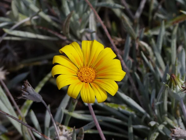 Primer Plano Una Sola Flor Amarilla Parque Con Fondo Borroso — Foto de Stock