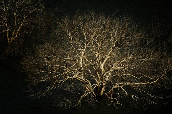 Удивительный Вид Большого Мёртвого Дерева Темноте Стоковое Фото