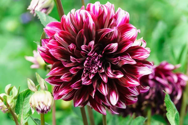 Extrême Gros Plan Une Belle Fleur Dahlia Couleur Rose Dans — Photo