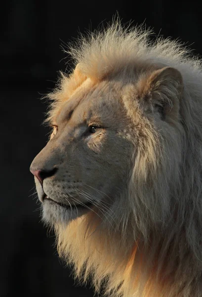 Portrait Lion Face Closeup Photography — Stock Photo, Image