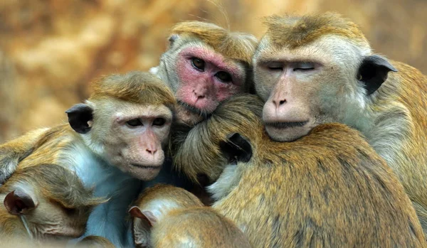 Foto Família Macacos Com Fundo Desfocado — Fotografia de Stock