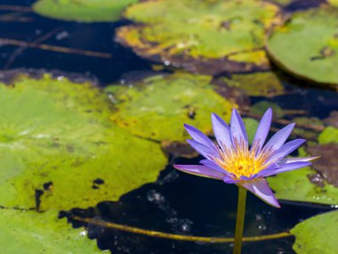 Pink lotus over spring