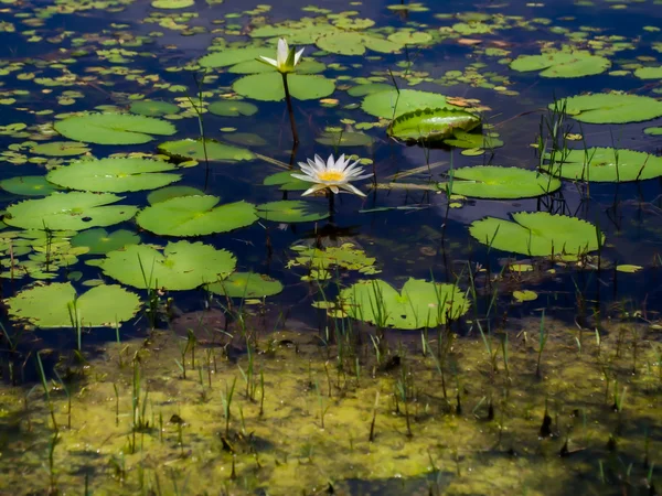 White lotus over spring — 图库照片