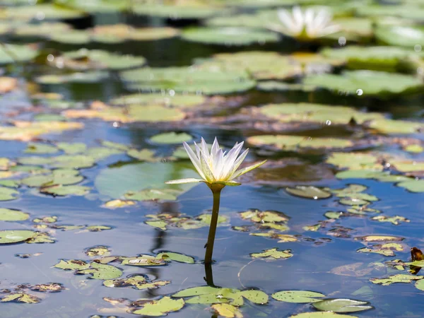 White lotus over spring — 图库照片