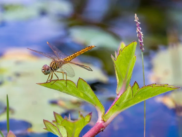 Dragonflies — Stock Photo, Image
