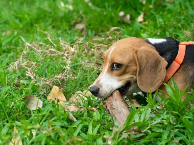 Plumeria, Leelawadee çiçek