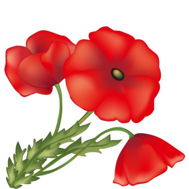 haşhaş kırmızı renk, illüstrasyon yeşil bir bahçe bitkinin yaprakları ile takip, 