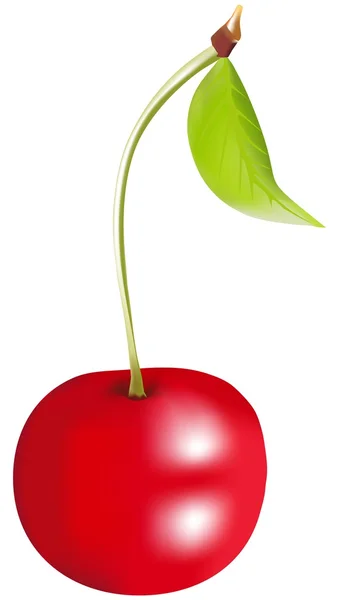 Cherry - Stok Vektor