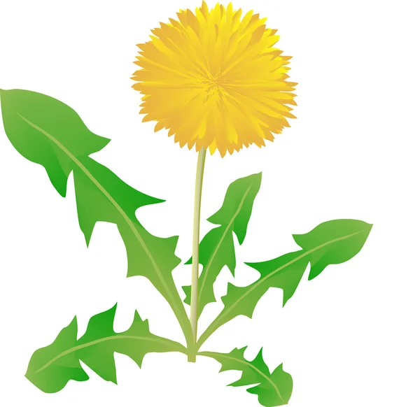 Common dandelion, dandelion a herb, — Stock Vector