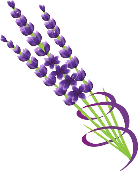 Lavande une fleur — Image vectorielle