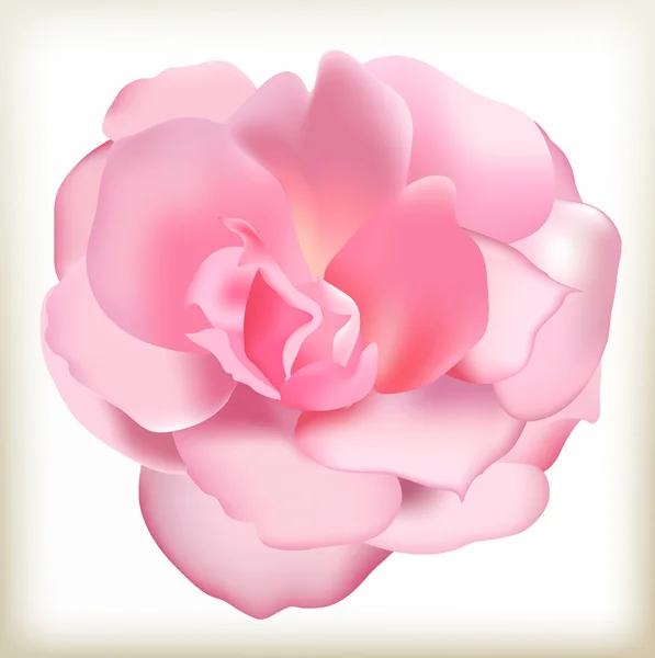 Růže růžová ilustrace — Stockový vektor