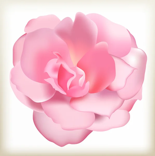 Ilustração rosa rosa — Vetor de Stock