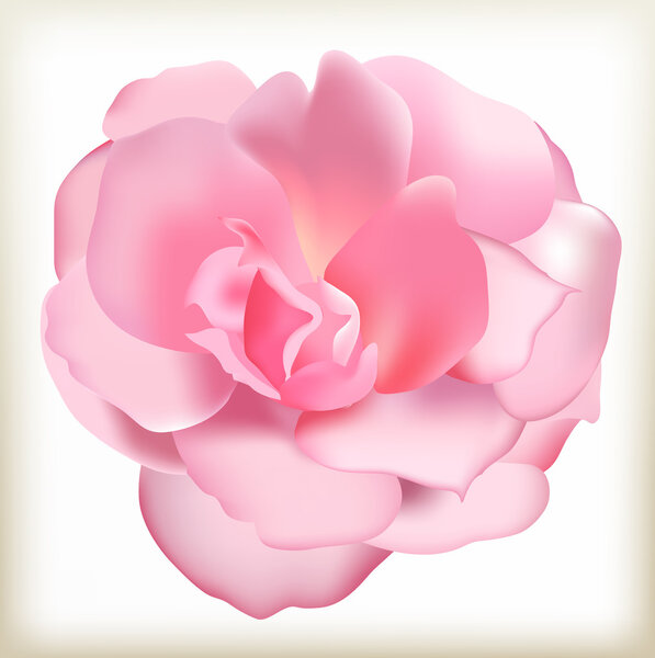 Rose pink illustration