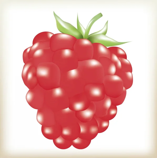 Terisolasi raspberry - Stok Vektor