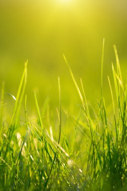 Taze ot. Güzel bokeh arka plan