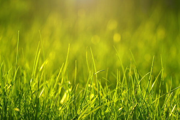 Fresh grass. Beautiful bokeh background