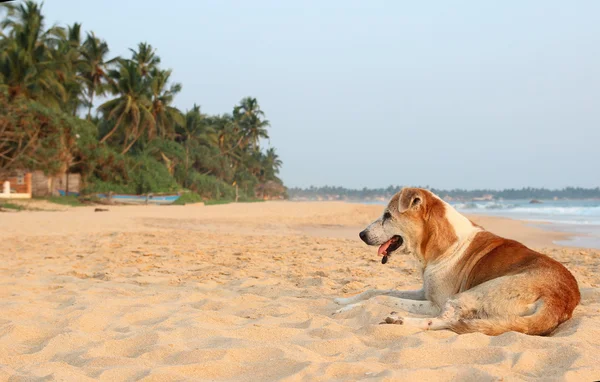 Stray dog at the beach Identificação da imagem: 274089119 — Fotografia de Stock