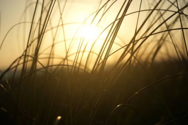 Çimlerde gün batımı