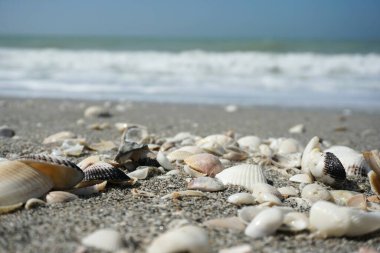 Kumsalda deniz kabukları güneşli bir günde
