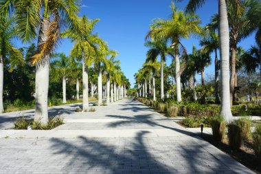 Palmiye ağaçları sokağı 