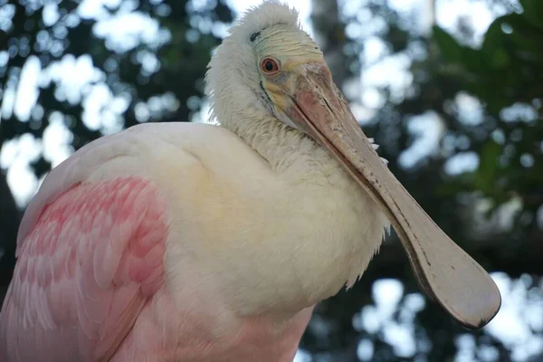 Pelikanın etrafını sarın.