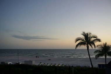 Gün batımında palmiye ağacı ve okyanus
