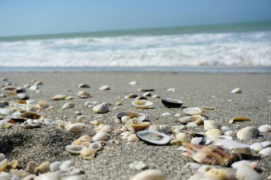 Sahilde deniz kabukları 