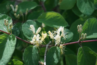 Ormanda hanımeli çalısı