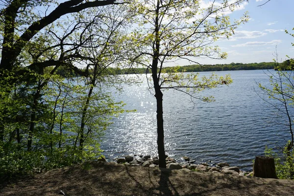 Ein Baum Auf Dem See — Stockfoto