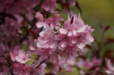 pembe ve beyaz çiçek