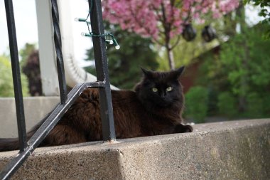 Verandadaki kara kedi.