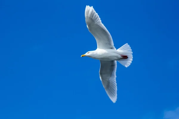 Arktischer Frühling in Südspitzbergen — Stockfoto