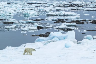 Arctic spring in Spitsbergen.  Polar bear in the area fjord Hornsund. clipart
