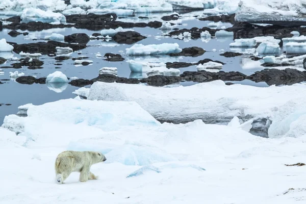 Arktyczny wiosna w Spitsbergen. Niedźwiedź polarny w obszarze fiord Hornsund. — Zdjęcie stockowe