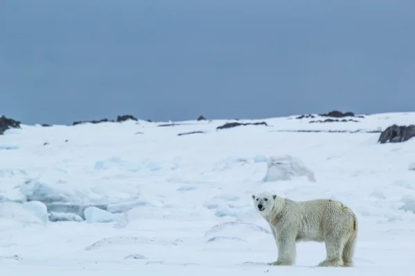 Polární jaro na Špicberky. Lední medvěd v oblasti fjordu Hornsund. — Stock fotografie