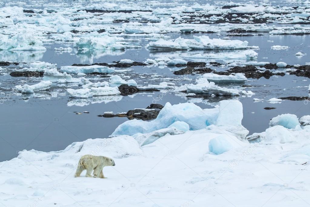 Arctic spring in Spitsbergen.  Polar bear in the area fjord Hornsund.