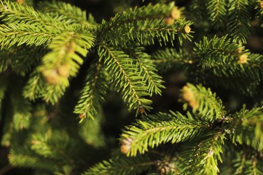 yeşil çam dalları