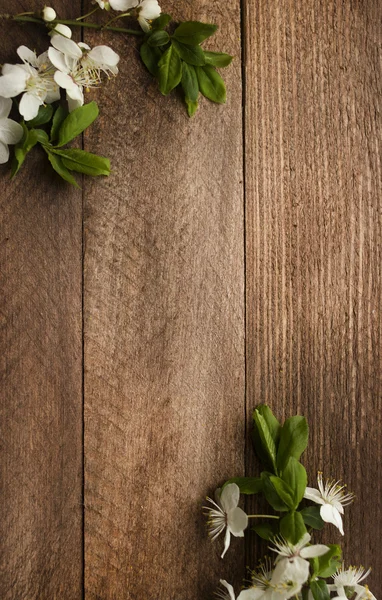 Apple flowers — Stock Photo, Image