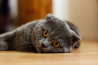 Kedi yerde yatarken düşünüyordu.