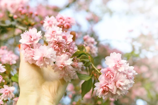 Womans hand reaches for blooming sakura. — Stock Photo, Image