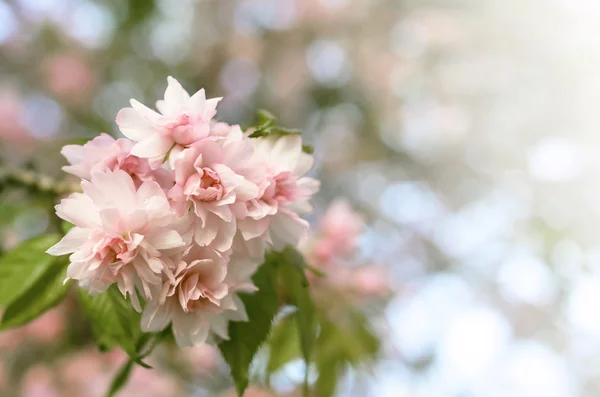 Färg sakura närbild. — Stockfoto