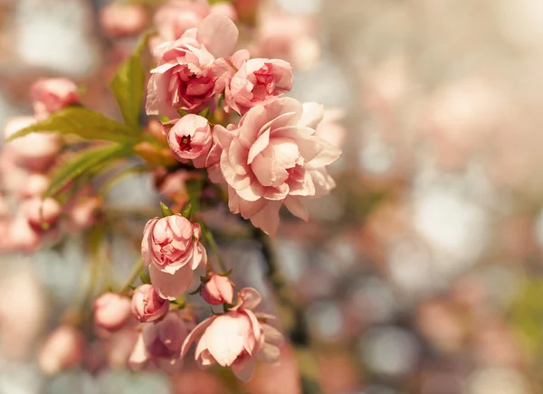 Color sakura closeup. — Stock Photo, Image