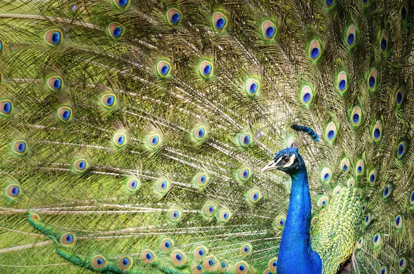 Beautiful peacock tail of disclosed. — Stock Photo, Image