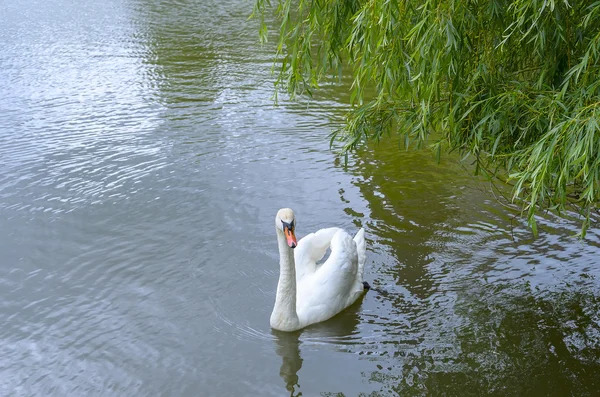 Wild swan på en damm. — Stockfoto