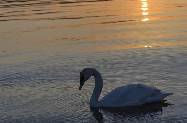 Swan in the water at sunset. — Stock Photo, Image