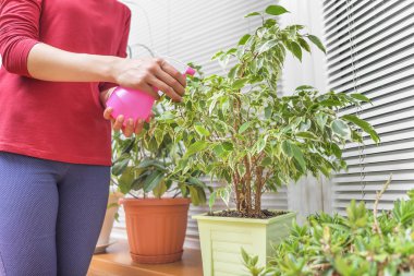 Sulu houseplants are